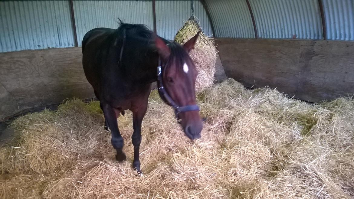 Traver Kalima joy joy. R.I.P billede 4