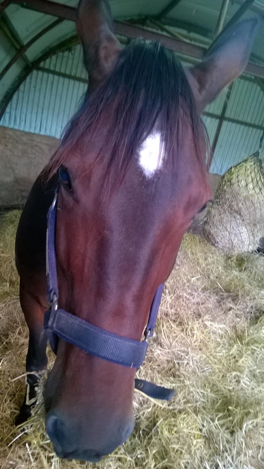 Traver Kalima joy joy. R.I.P billede 6