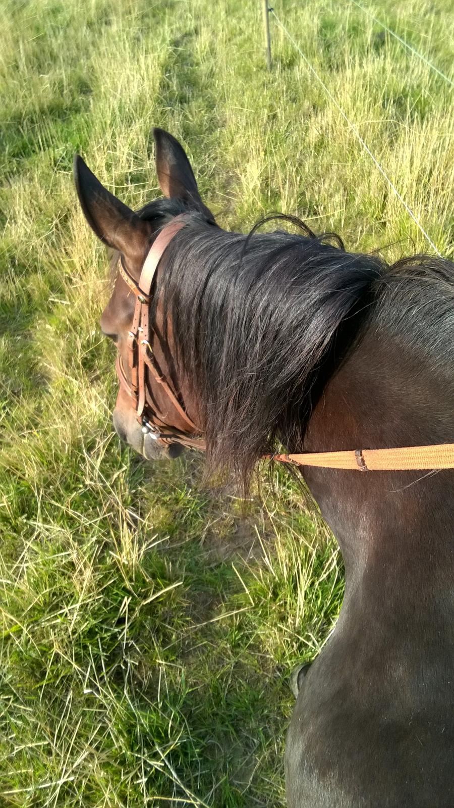 Traver Kalima joy joy. R.I.P billede 9