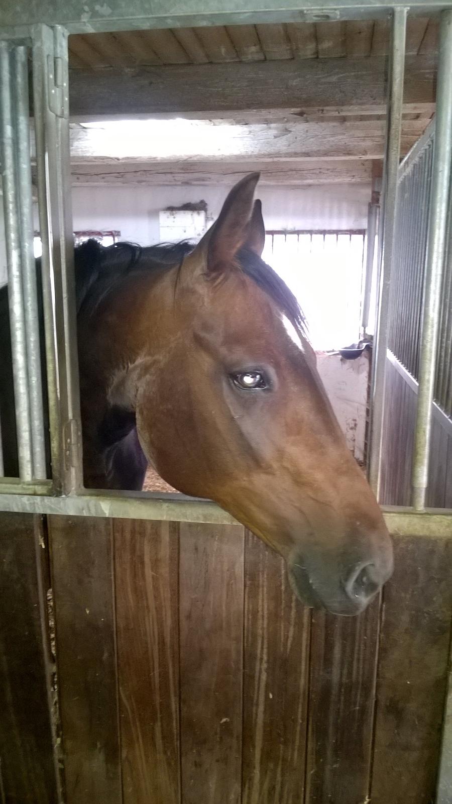 Traver Kalima joy joy. R.I.P billede 5