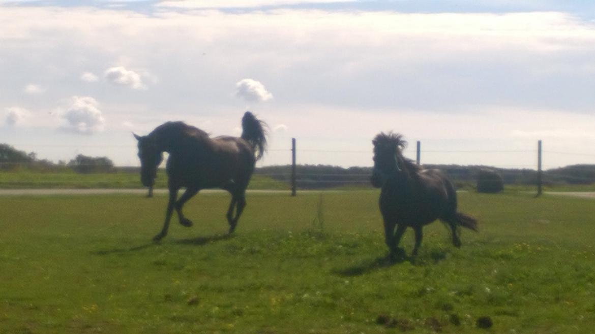 Traver Kalima joy joy. R.I.P billede 8