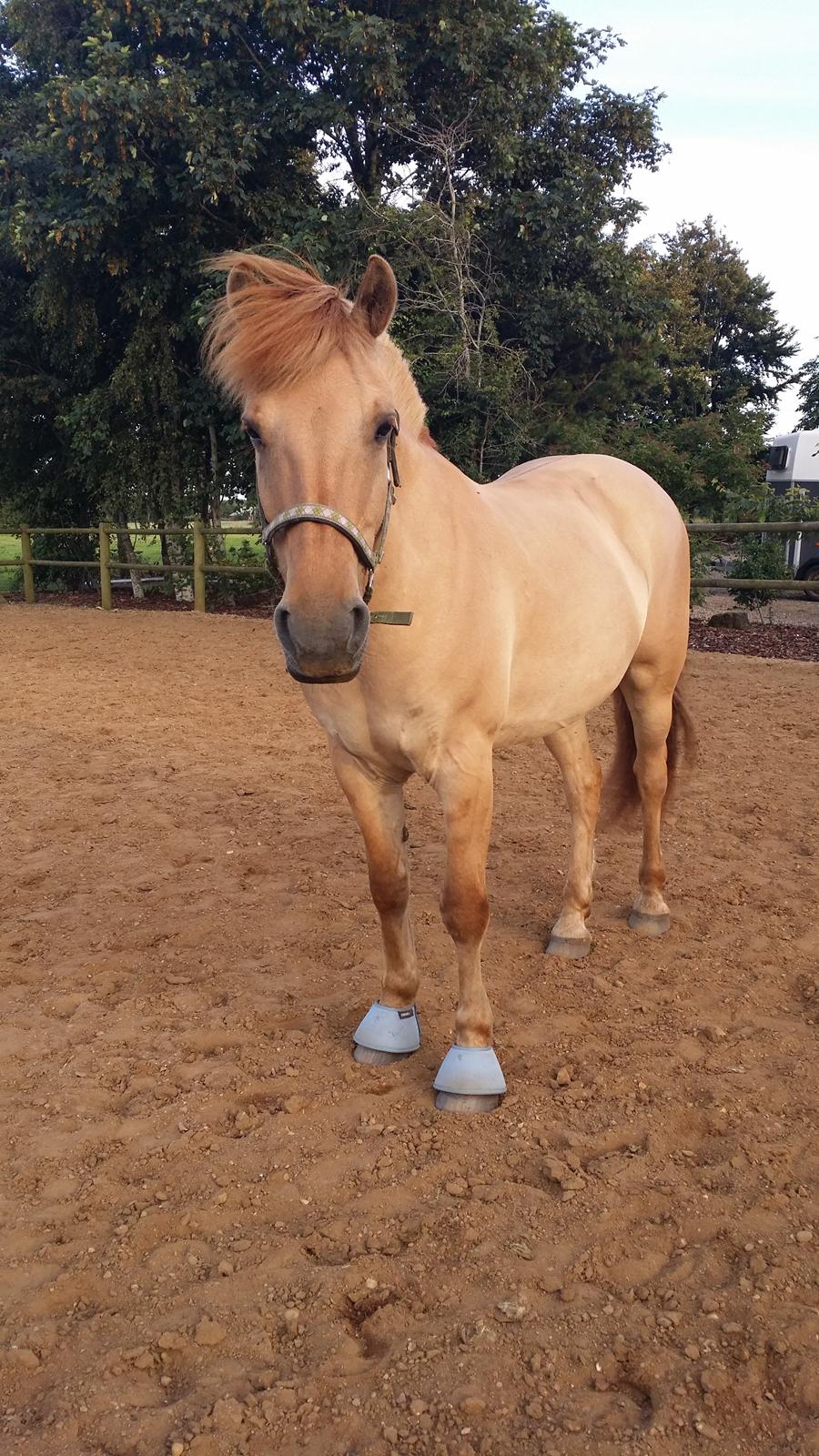 Fjordhest Merlot billede 2