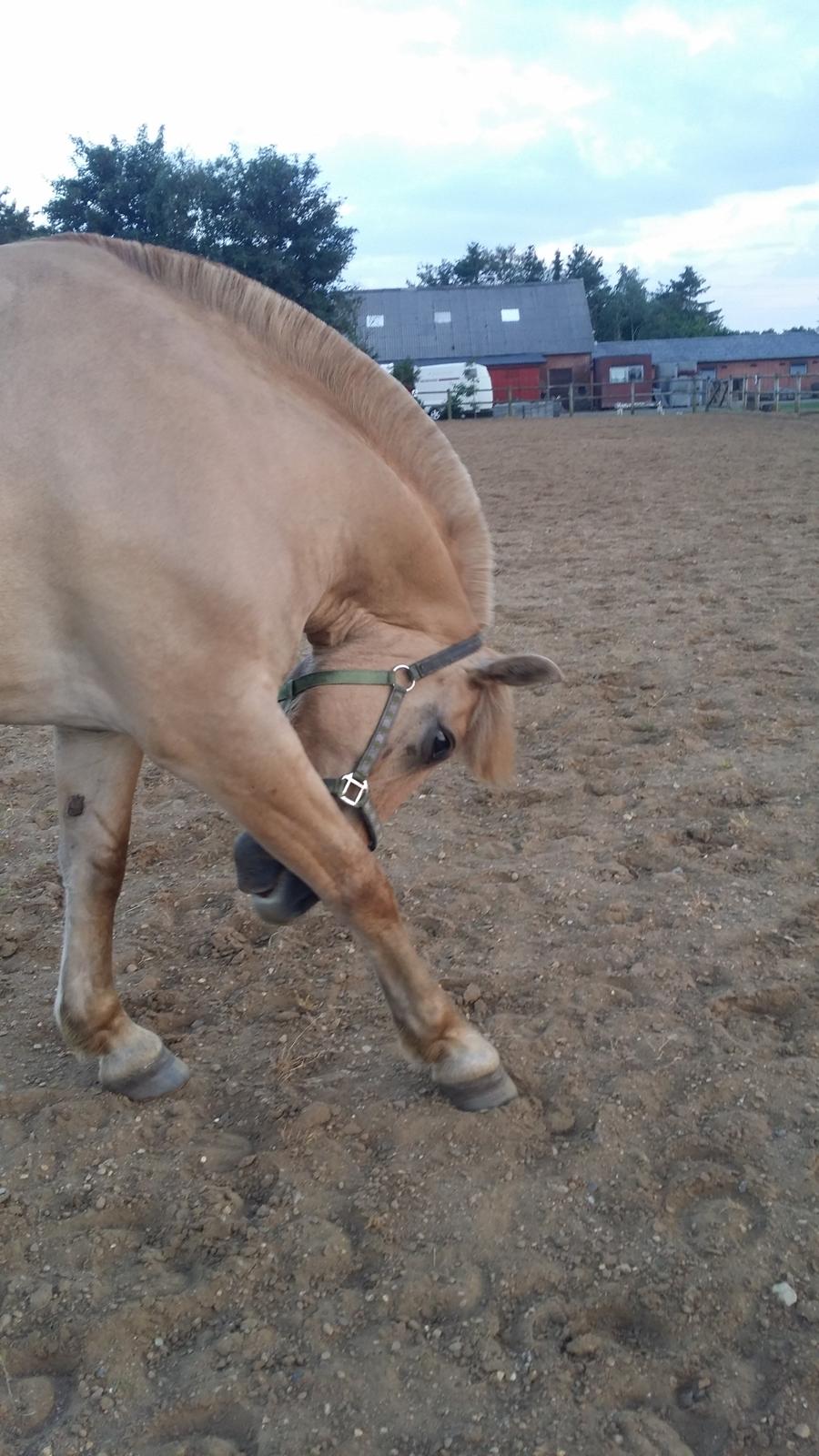 Fjordhest Merlot billede 3