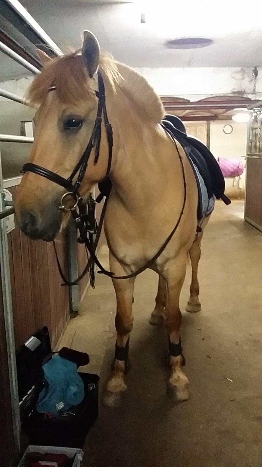 Fjordhest Merlot billede 4