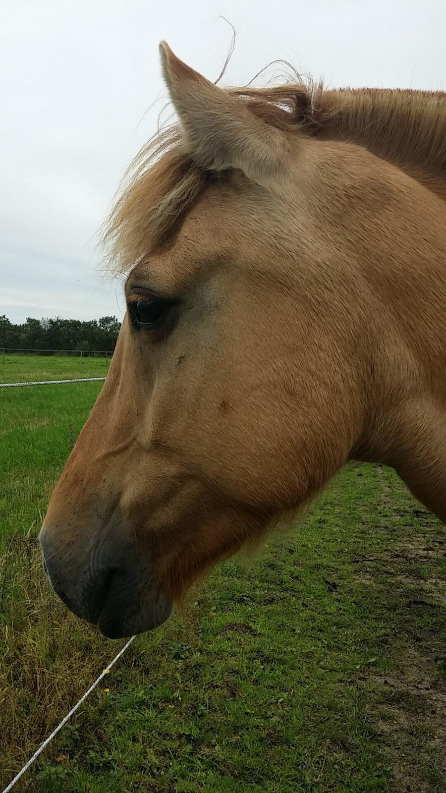 Fjordhest Merlot billede 5