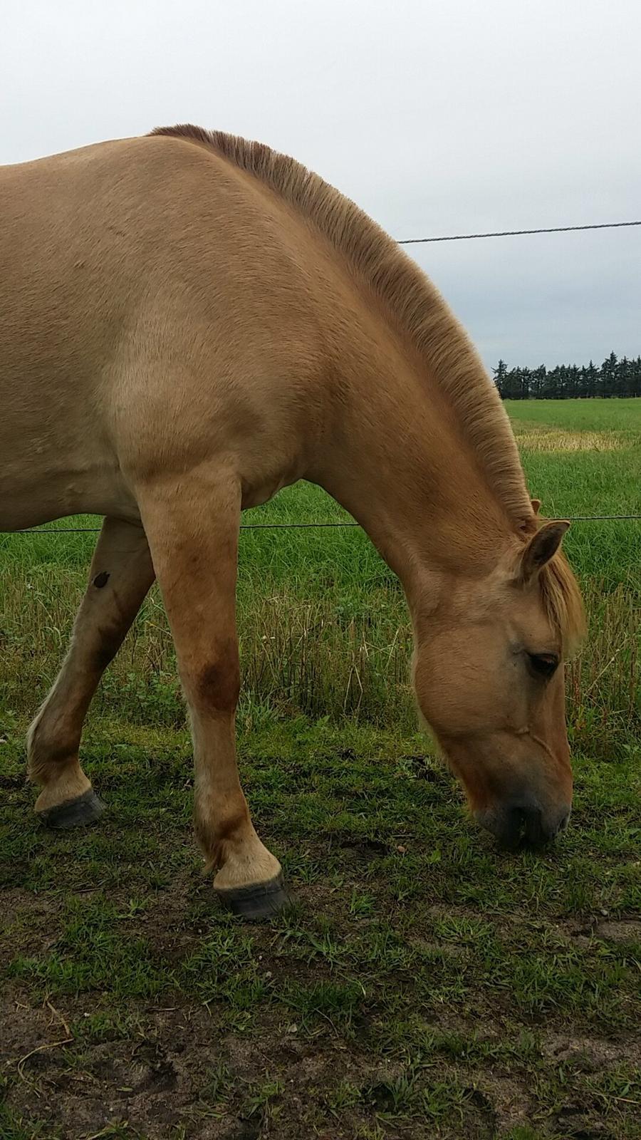 Fjordhest Merlot billede 6