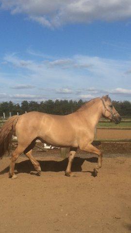 Fjordhest Merlot billede 7