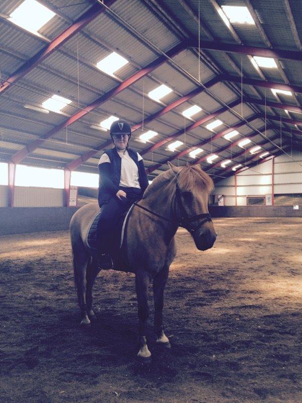 Fjordhest Merlot billede 8