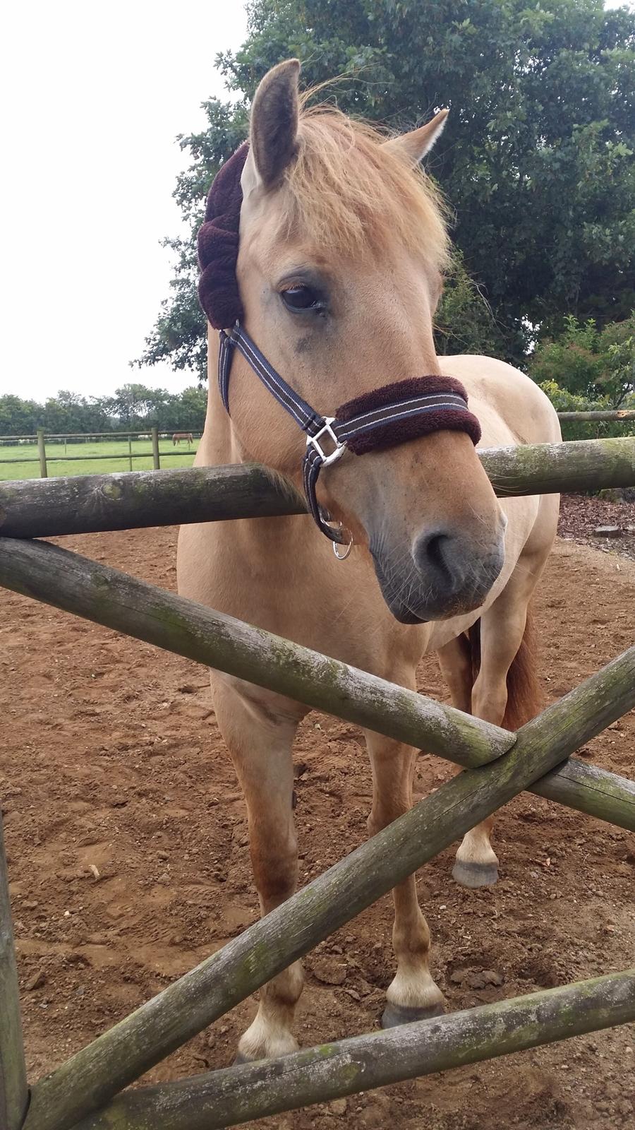 Fjordhest Merlot billede 1