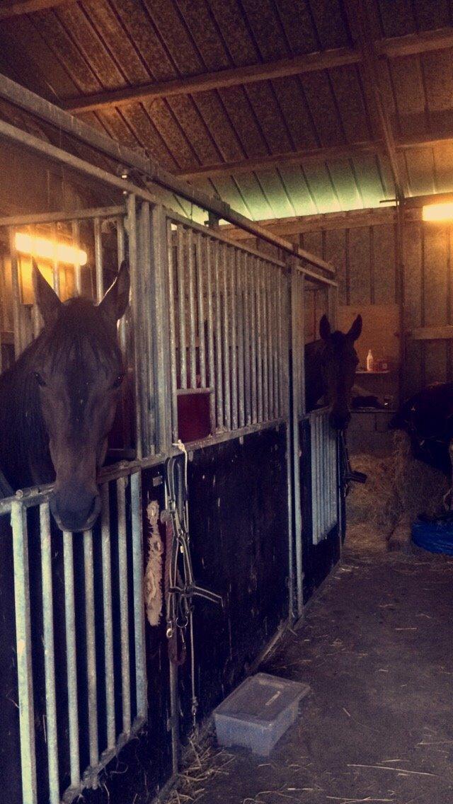 Traver Tessa Toft billede 12