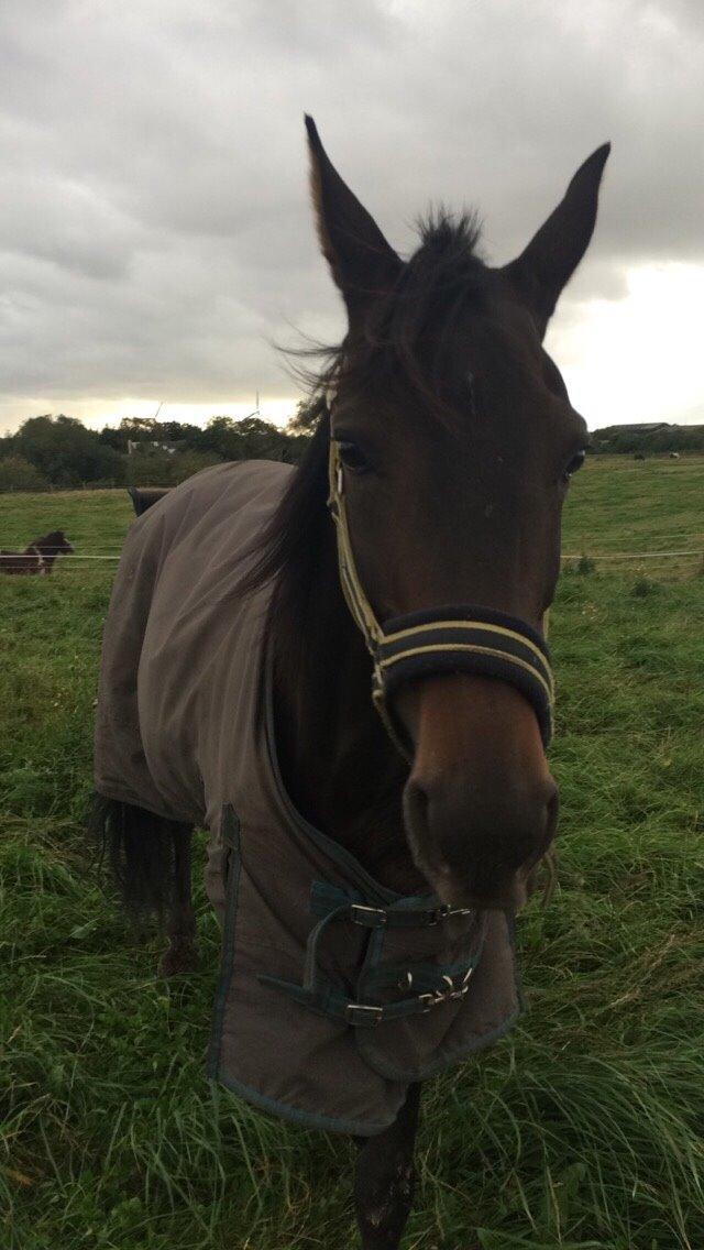 Traver Tessa Toft billede 20