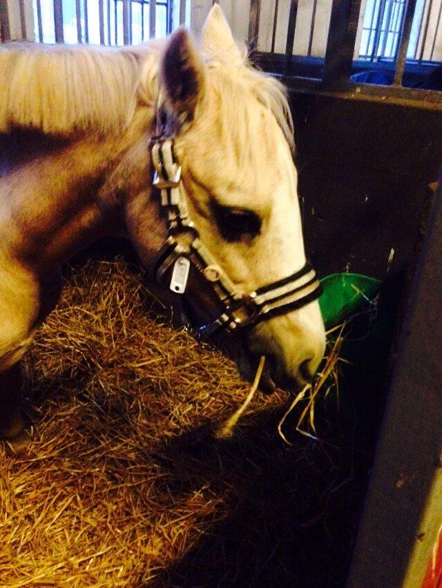 Anden særlig race Ane :-) billede 11