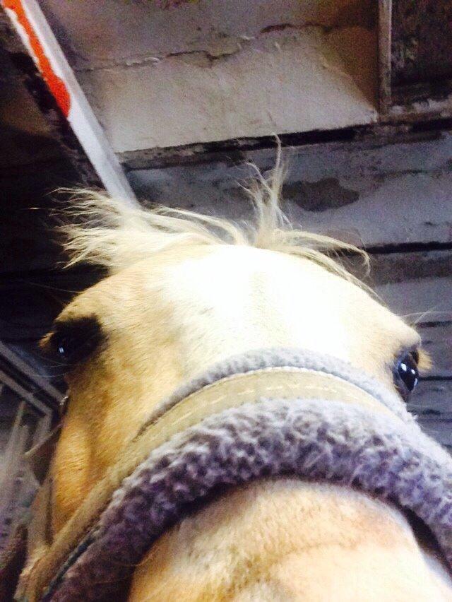 Anden særlig race Ane :-) billede 13