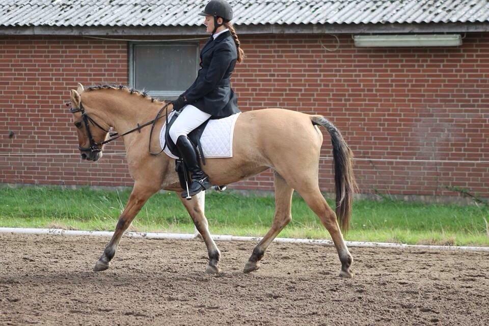 Anden særlig race Sally - Anden LB1<3 billede 6