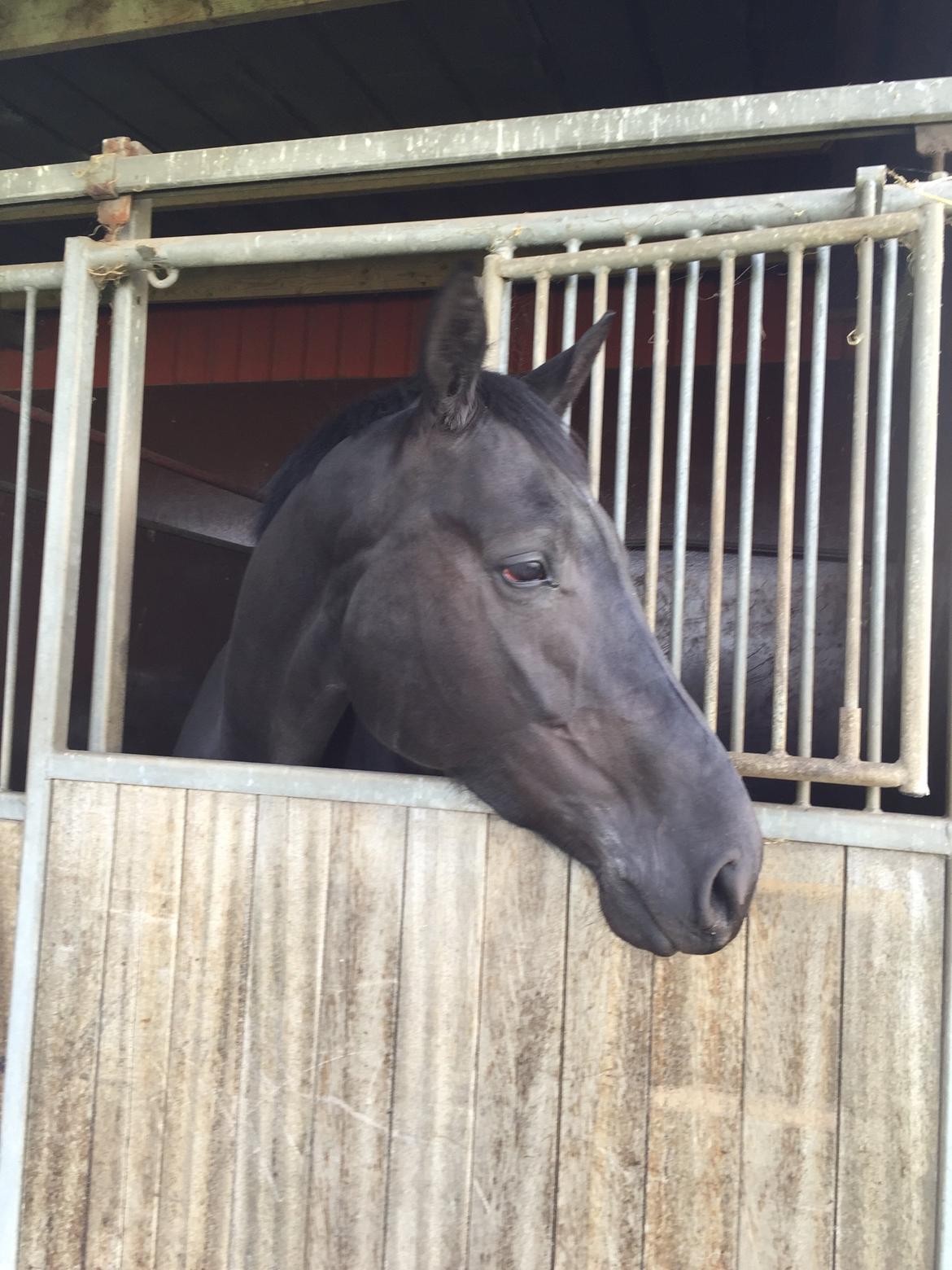 Dansk Varmblod Kalhave's Dancing Queen billede 2