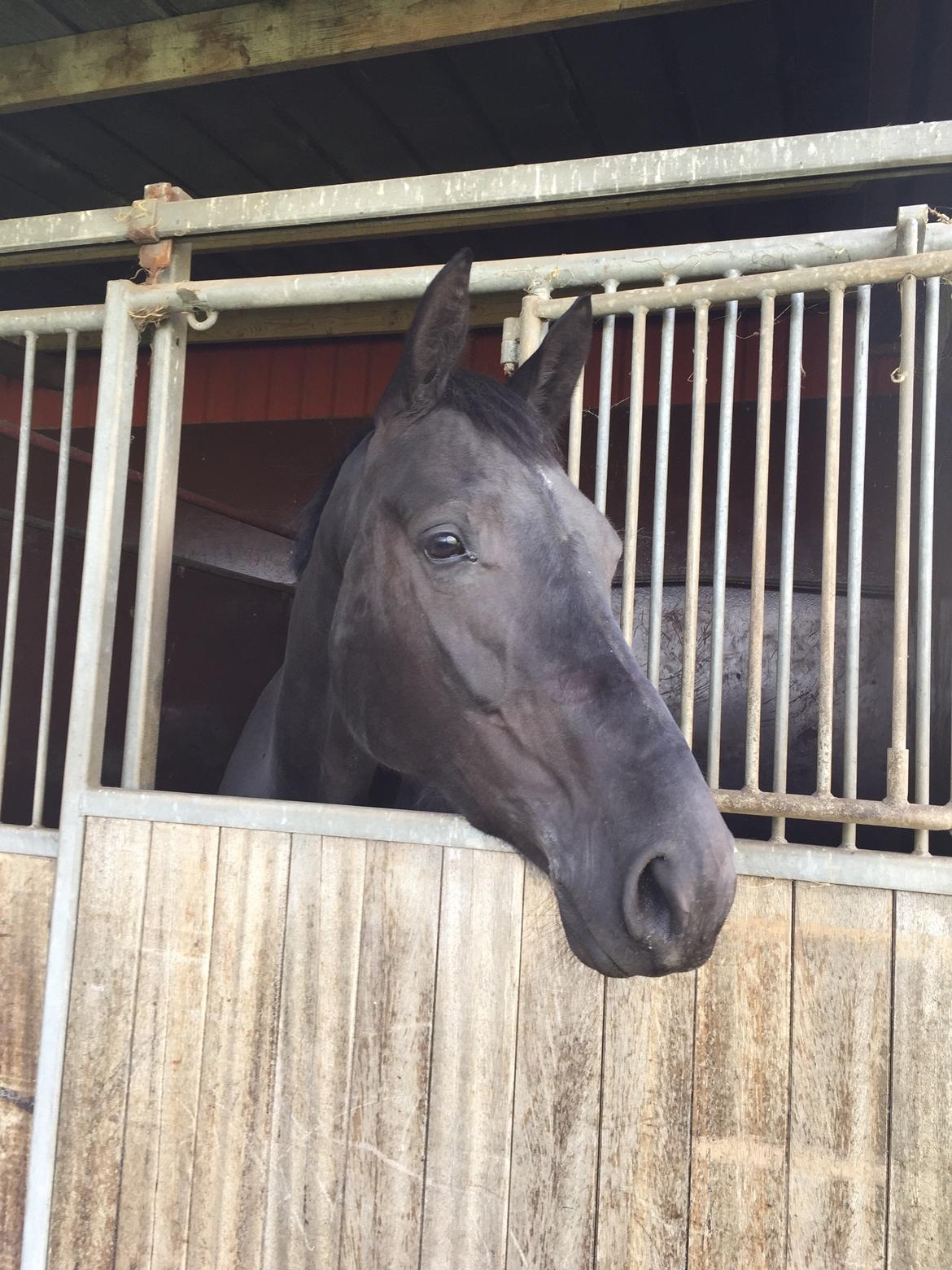 Dansk Varmblod Kalhave's Dancing Queen billede 3