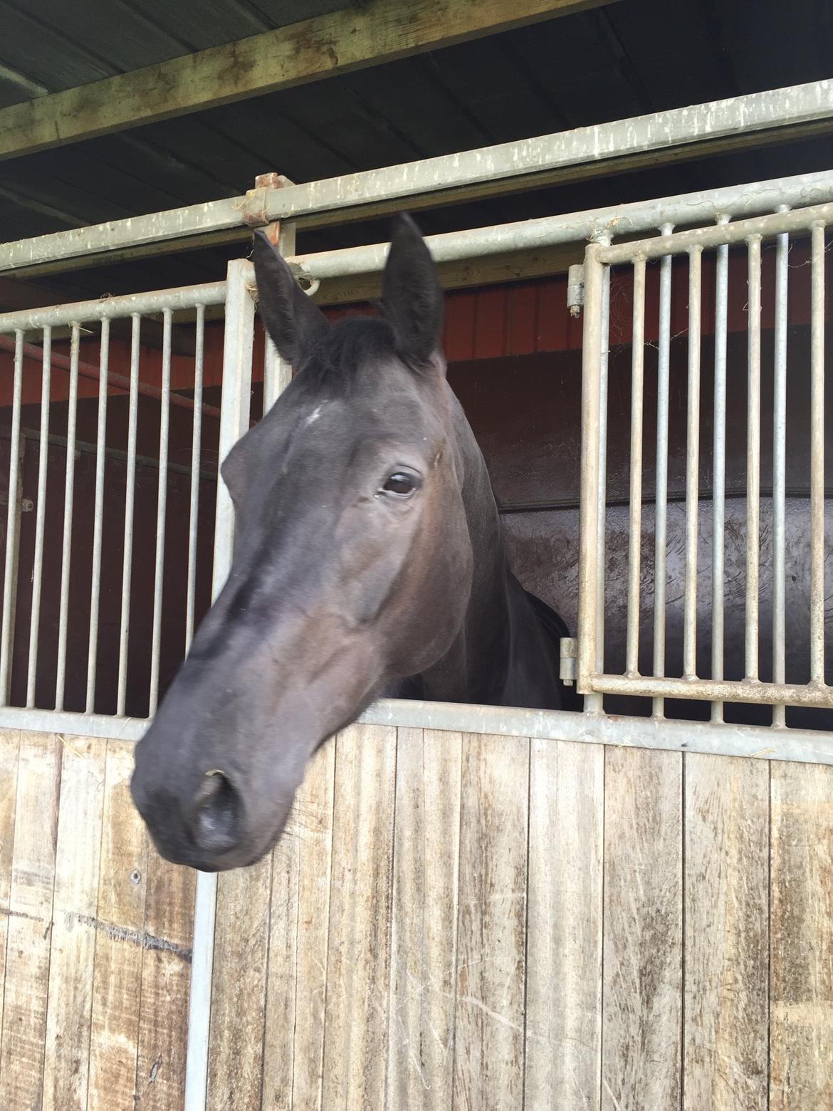 Dansk Varmblod Kalhave's Dancing Queen billede 4