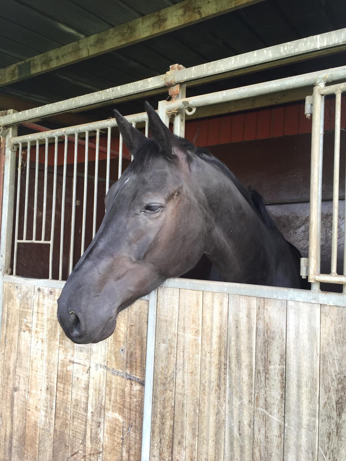 Dansk Varmblod Kalhave's Dancing Queen billede 5