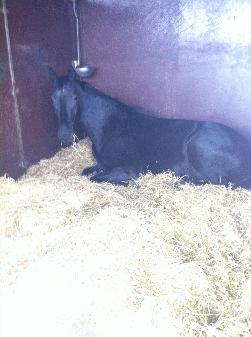 Dansk Varmblod Kalhave's Dancing Queen billede 6