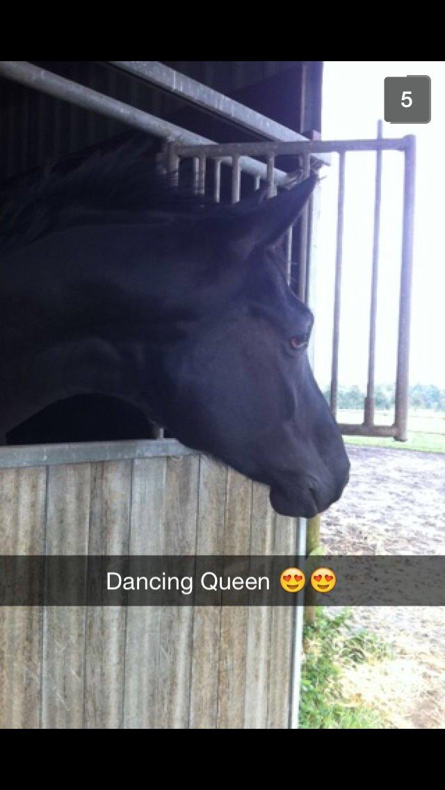 Dansk Varmblod Kalhave's Dancing Queen billede 1