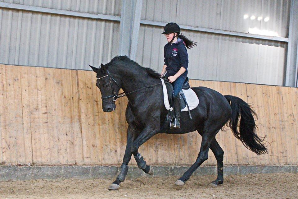 Dansk Varmblod Kalhave's Dancing Queen billede 8