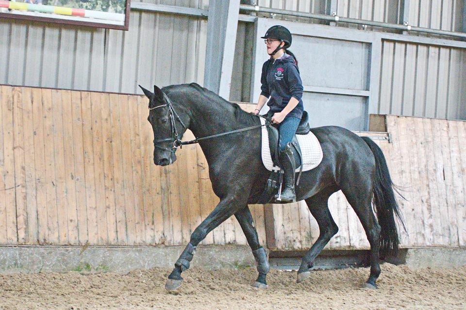 Dansk Varmblod Kalhave's Dancing Queen billede 7