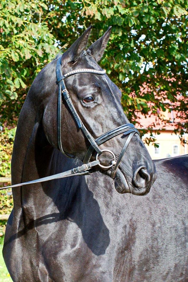 Dansk Varmblod Kalhave's Dancing Queen billede 9