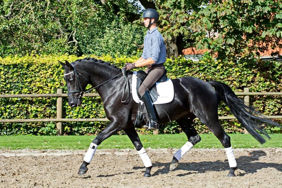 Dansk Varmblod Kalhave's Dancing Queen billede 10