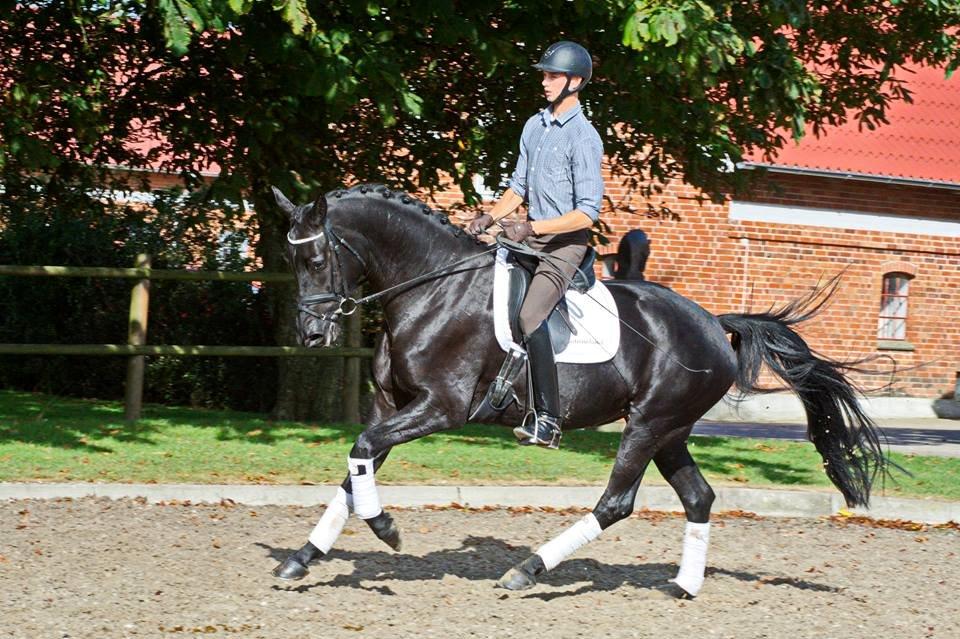 Dansk Varmblod Kalhave's Dancing Queen billede 11