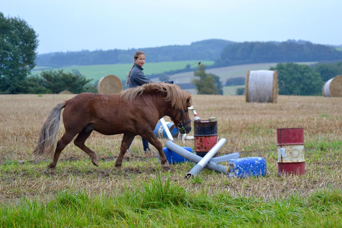 Anden særlig race Pferdinand - 19. september 2015 billede 12