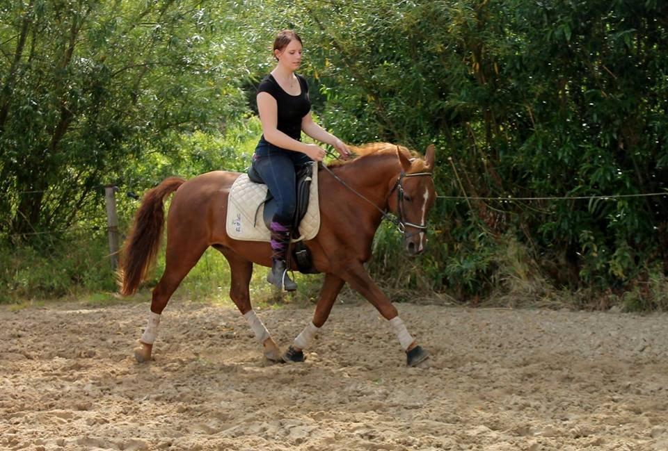 New Forest Grønvangs Surprise |Solleh| [R.I.P] billede 16