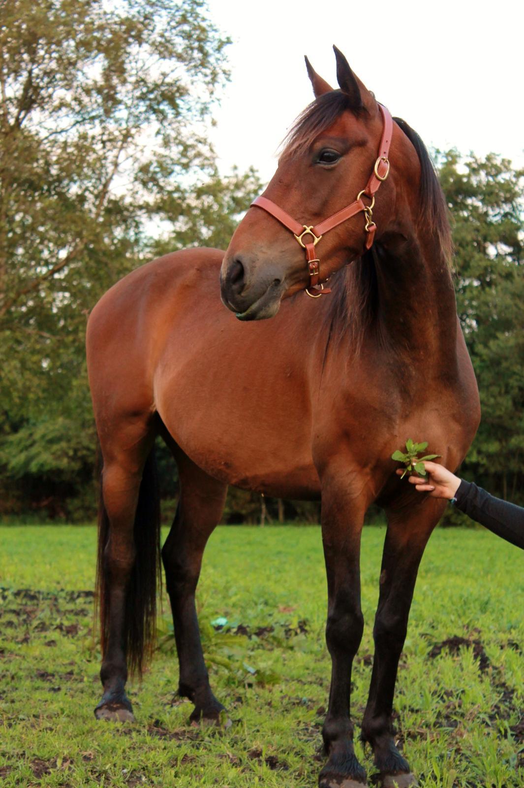 Anden særlig race Grønvangs Edward |Eddie| billede 42