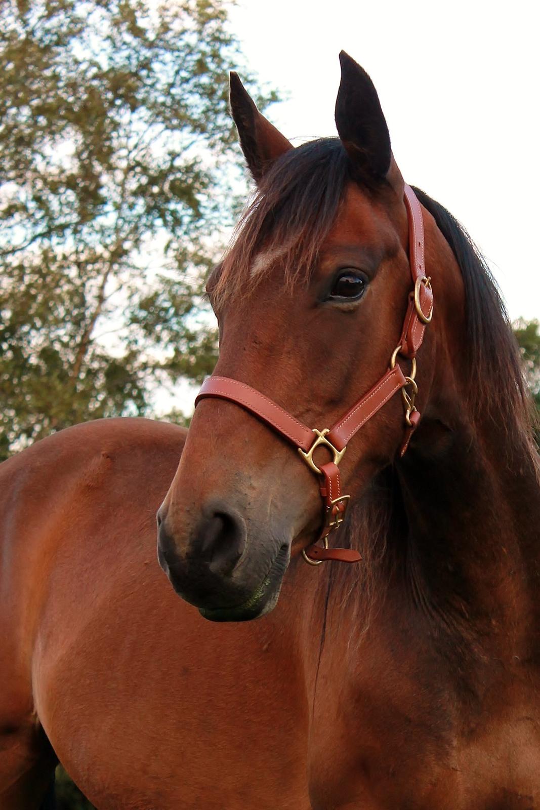 Anden særlig race Grønvangs Edward |Eddie| billede 36