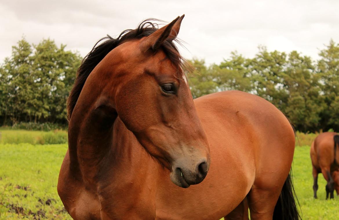 Anden særlig race Grønvangs Edward |Eddie| billede 2