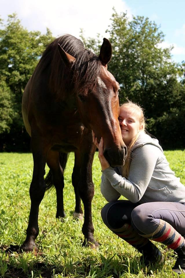 Dansk Varmblod Grønvangs Trigger |Trigs| billede 20