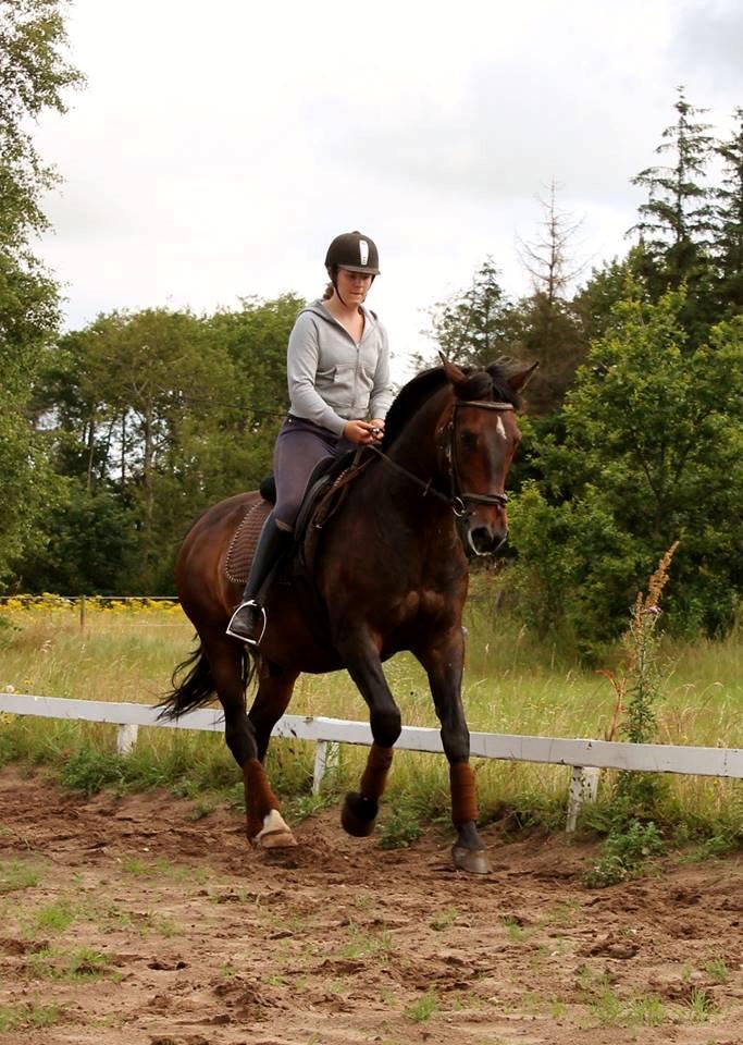 Dansk Varmblod Grønvangs Trigger |Trigs| billede 30