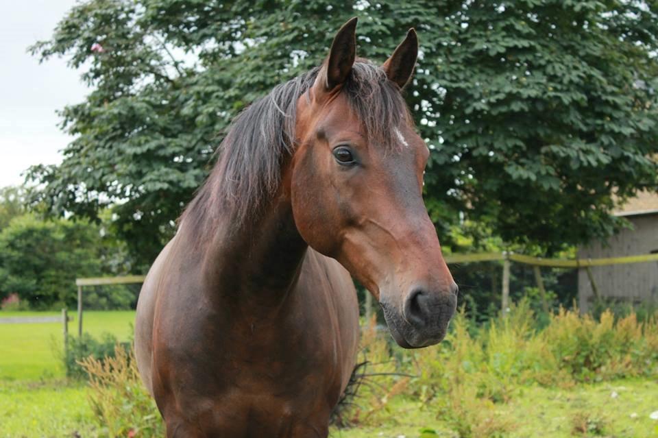 Dansk Varmblod Grønvangs Trigger |Trigs| billede 32