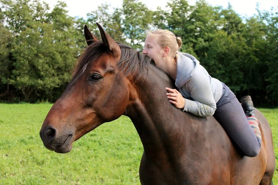 Dansk Varmblod Grønvangs Trigger |Trigs| billede 12