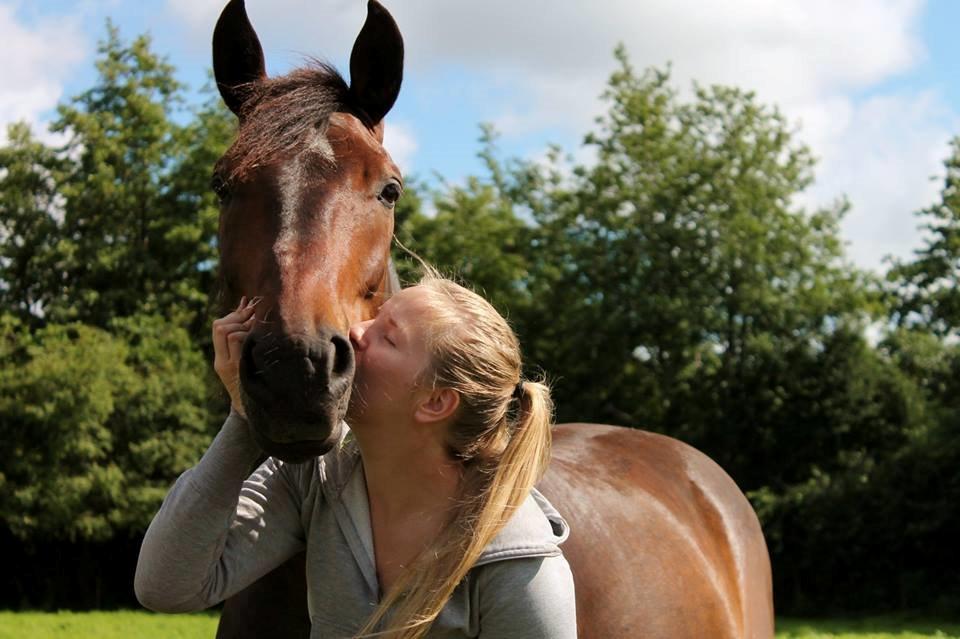 Dansk Varmblod Grønvangs Trigger |Trigs| billede 22