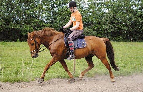 Anden særlig race Grønvangs Quinzy [R.I.P] billede 4