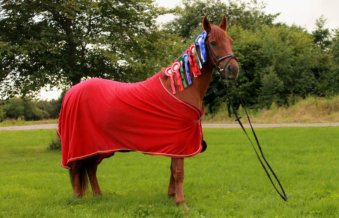 Anden særlig race Grønvangs Quinzy [R.I.P] billede 27