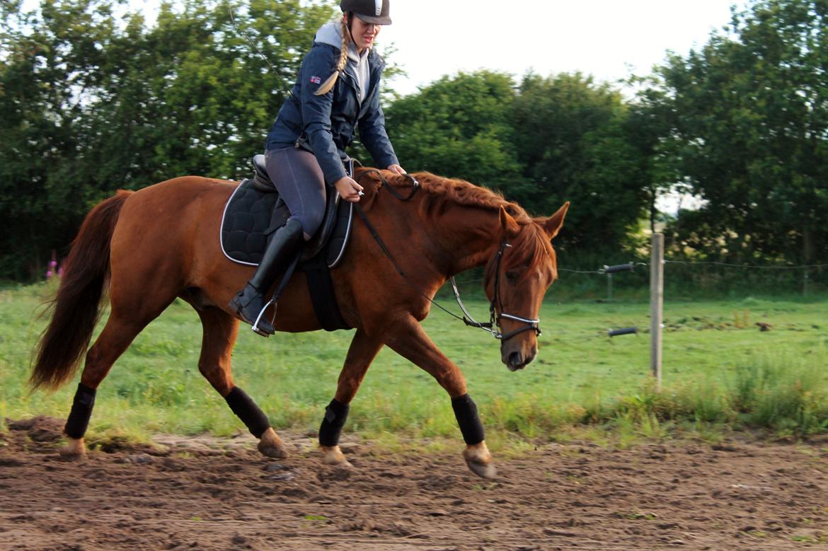Anden særlig race Grønvangs Quinzy [R.I.P] billede 32