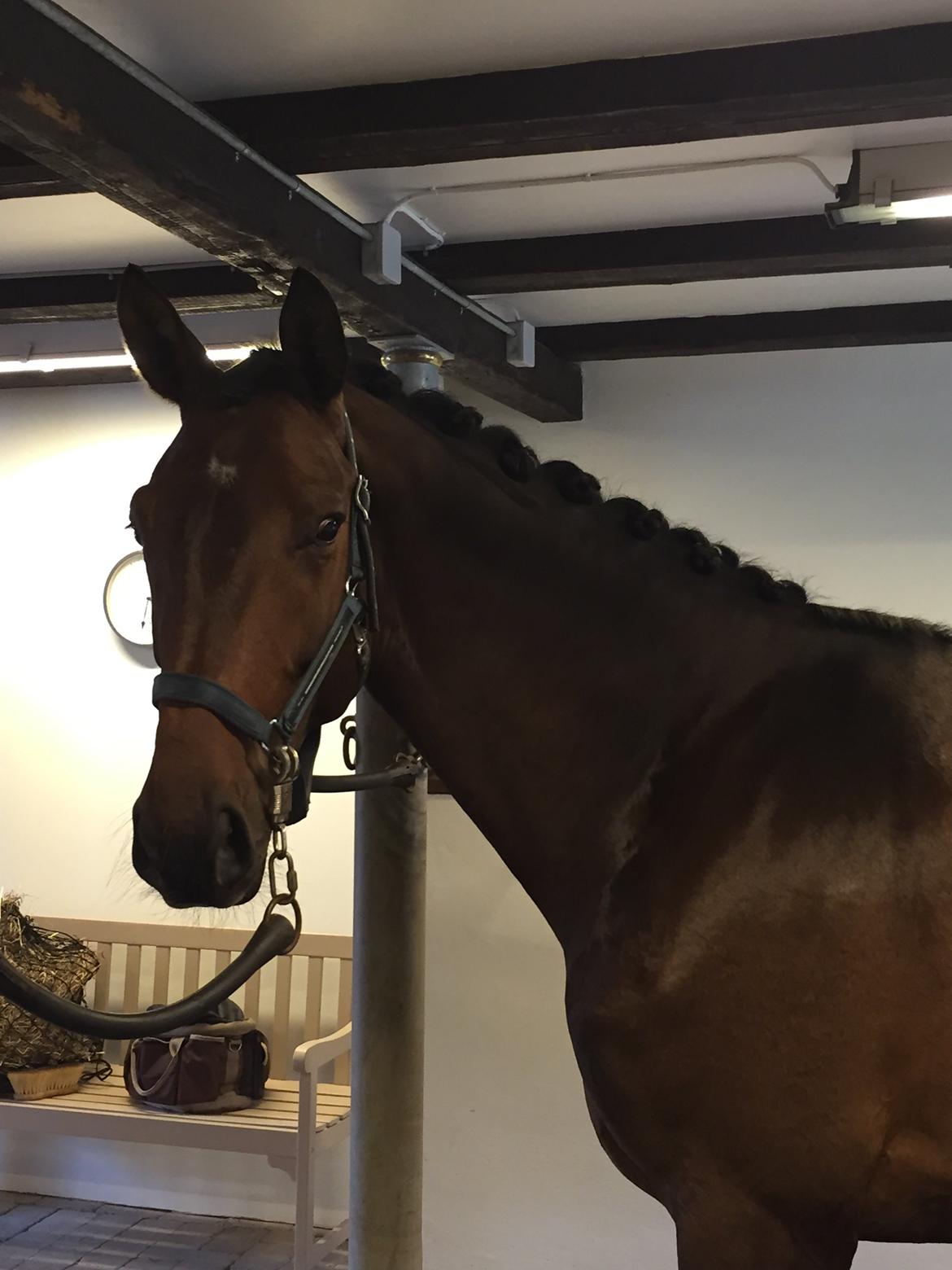 Dansk Varmblod Tankedals Hurricane billede 10