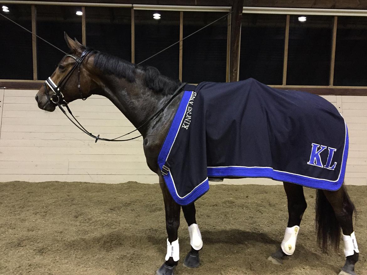 Dansk Varmblod Tankedals Hurricane billede 12