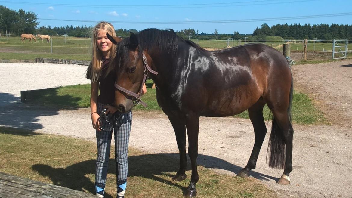 New Forest Spidshøjs Jessi - da vi var oppe og prøve hende anden gang. billede 1