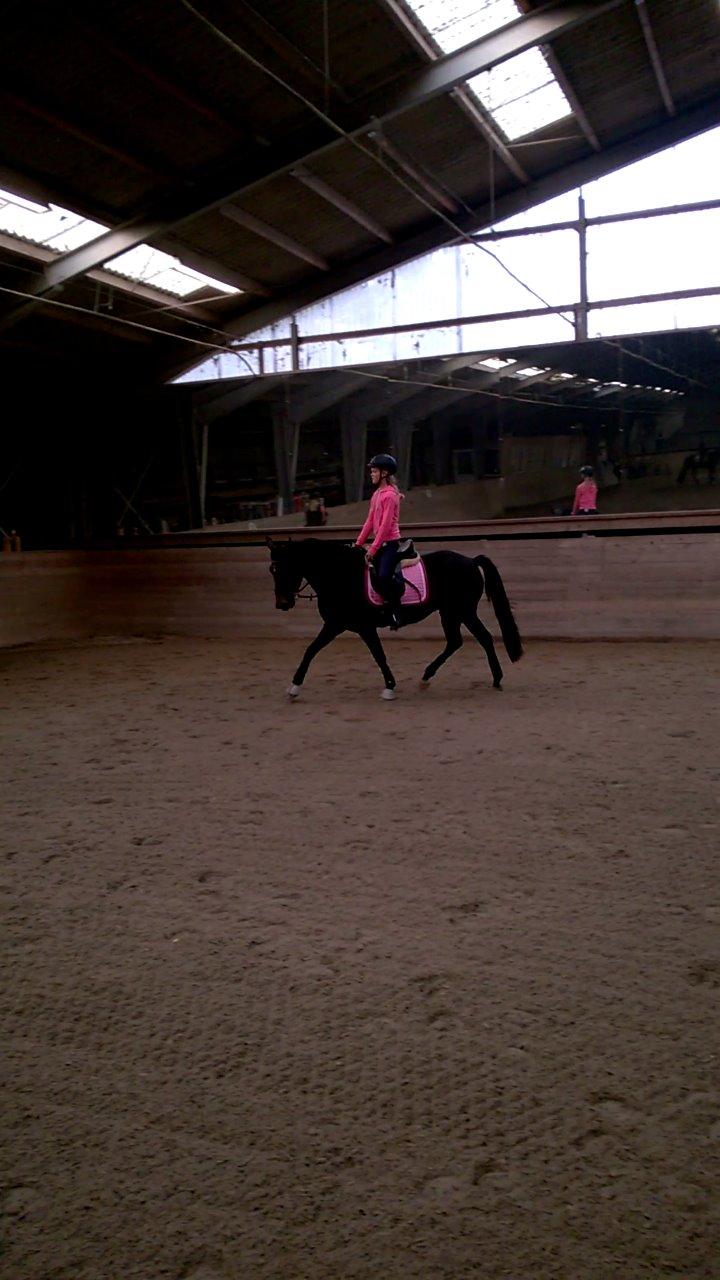 New Forest Spidshøjs Jessi - dagen efter hun var kommet hjem. billede 2