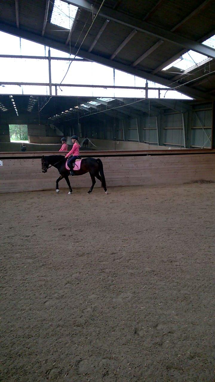 New Forest Spidshøjs Jessi - dagen efter hun kom hjem billede 3