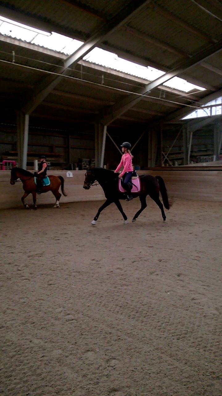 New Forest Spidshøjs Jessi - dagen efter hun kom hjem billede 5