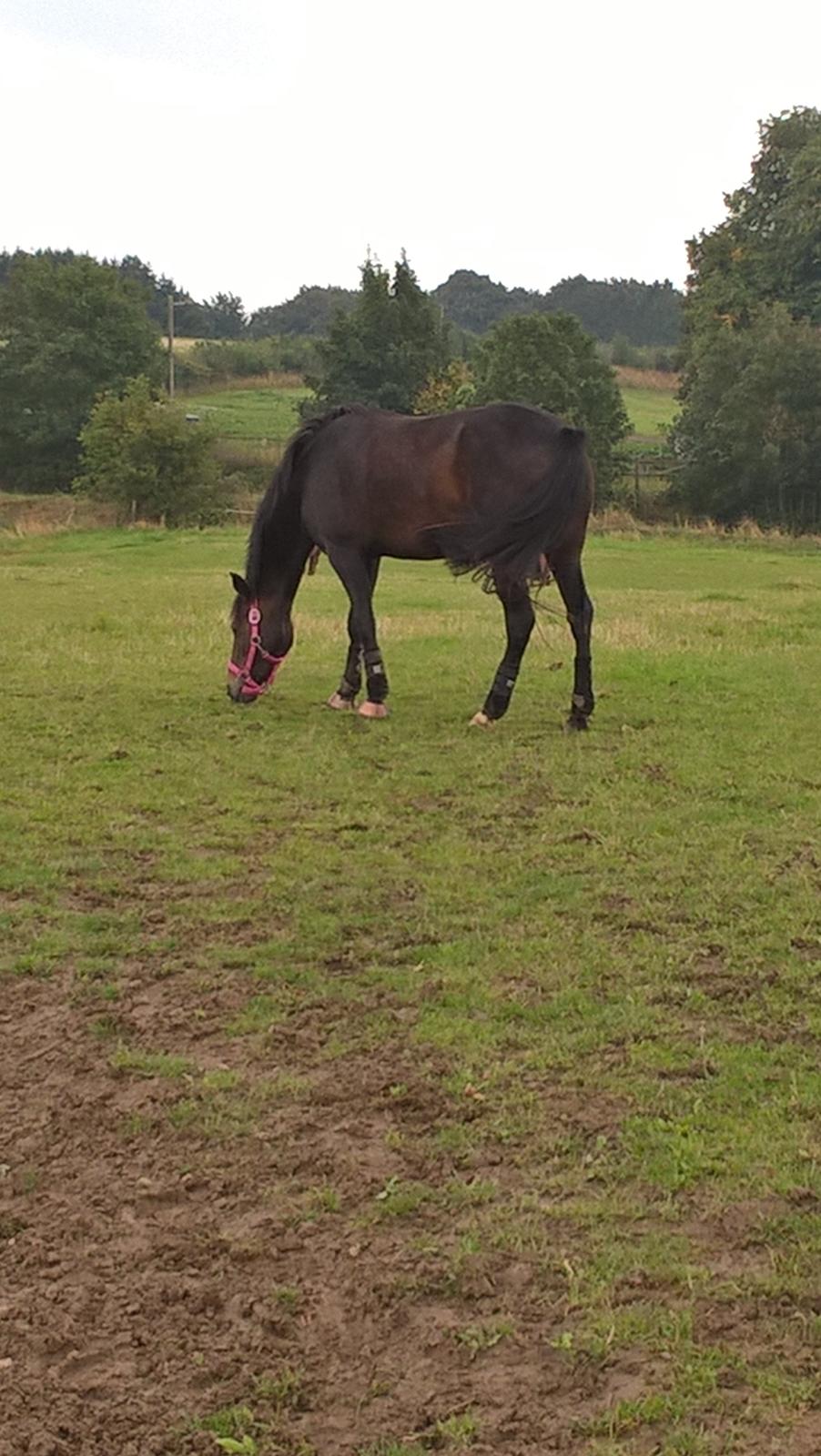 New Forest Spidshøjs Jessi - Jessi på fold. billede 6