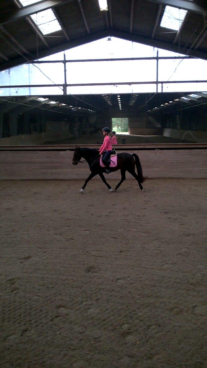 New Forest Spidshøjs Jessi - dagen efter hun kom hjem billede 4